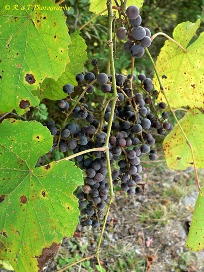 {Vitis vulpina}